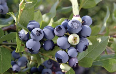 Yaban Mersini (Blueberry) .